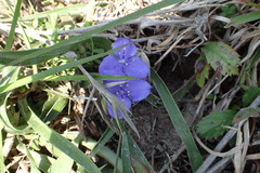 Tradescantia humilis
