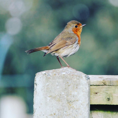 Erithacus rubecula