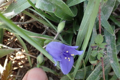 Tradescantia humilis