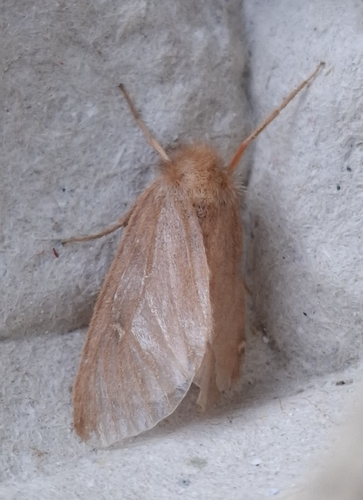 Ocneria rubea