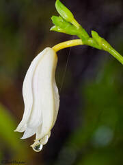 Bromheadia finlaysoniana, photograph (c) Dan Osipov, some rights reserved (CC BY)