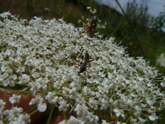 Exetastes adpressorius