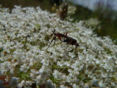 Exetastes adpressorius