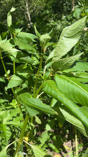 Himalayan balsam