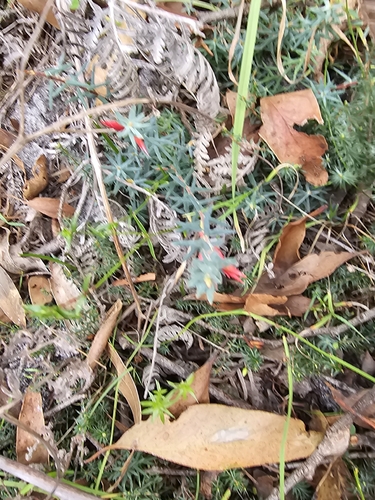 Flame Heath