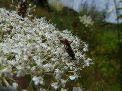 Exetastes adpressorius