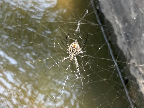 Banded Garden Spider