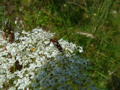 Exetastes adpressorius