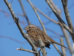 Melospiza melodia image