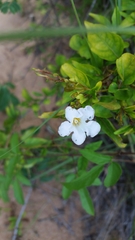 Mostuea brunonis