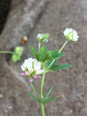 Trifolium glanduliferum