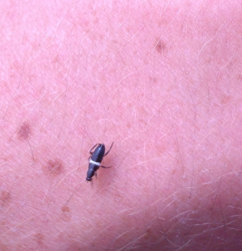 Variable Cockroach