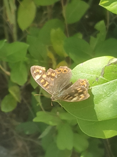 Speckled Wood