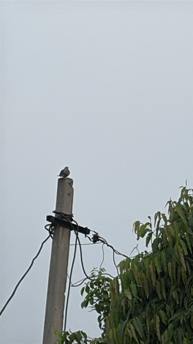 Red Collared-Dove