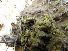 Multiclavula vernalis