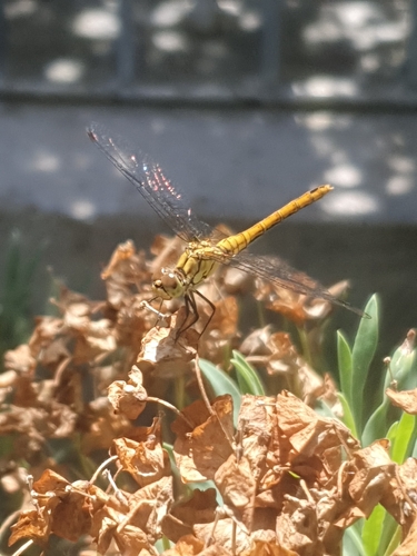 Ruddy Darter
