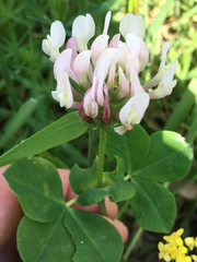 Trifolium clypeatum