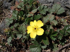 Potentilla matsumurae