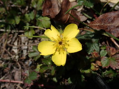 Potentilla matsumurae