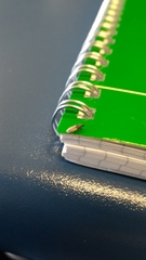 Oxycarenus hyalinipennis