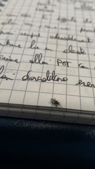 Oxycarenus hyalinipennis