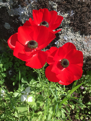 Ranunculus asiaticus
