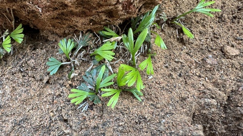 Actiniopteris semiflabellata (Actiniopteris semiflabellata)