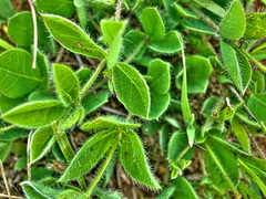 Leobordea divaricata