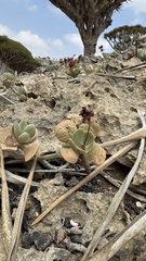 Kalanchoe farinacea