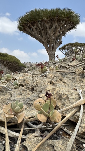 Kalanchoe farinacea, photograph 2