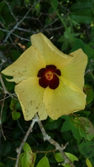 Hibiscus partitus