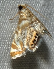 Eoparargyractis irroratalis