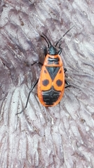 Pyrrhocoris apterus