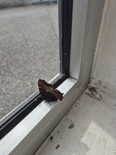 Large Tortoiseshell
