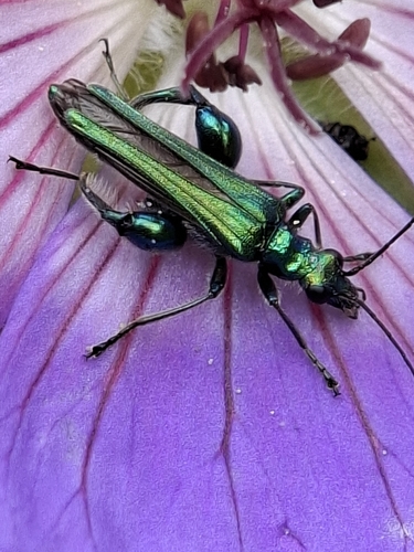 Thick-legged Flower Beetle