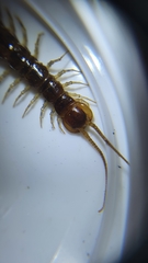 Lithobius variegatus
