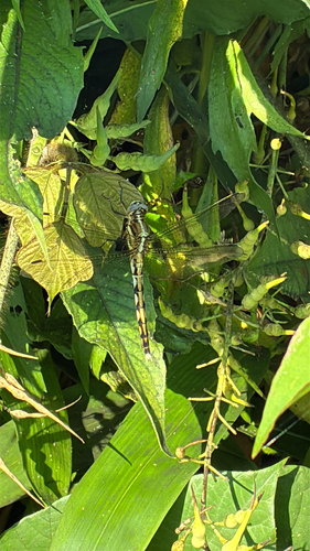 Orthetrum albistylum speciosum