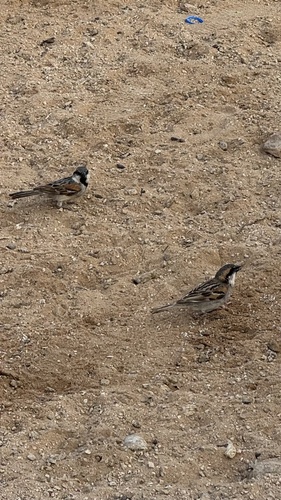 Socotra Sparrow (Passer insularis), photo 2