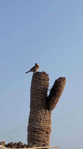 Socotra Sparrow (Passer insularis), photo 3