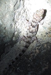 Chondrodactylus turneri