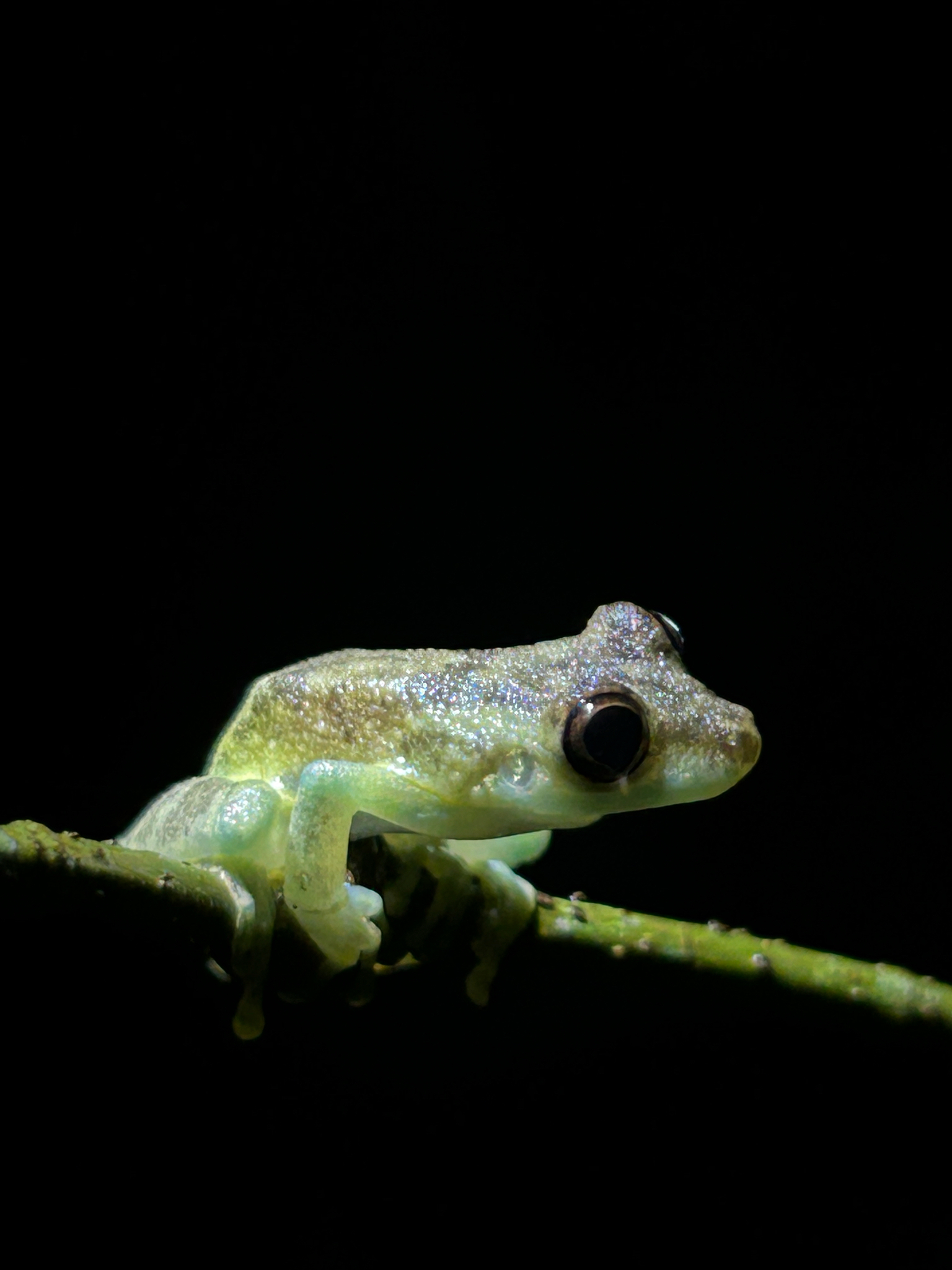 Madre de Dios Snouted Treefrog photo 3