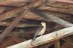 Daptrius chimachima