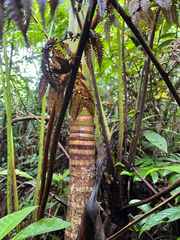 Pinanga tashiroi
