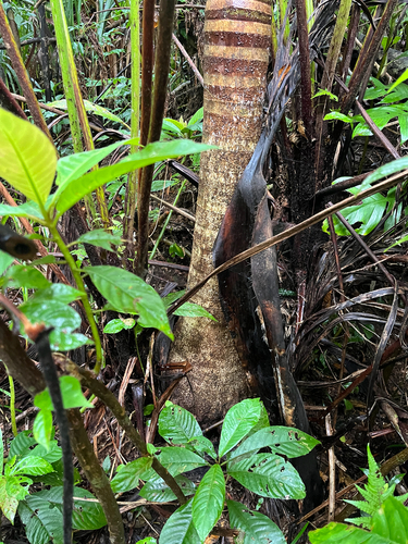 Pinanga tashiroi, photograph 2