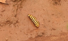 Pantoporia