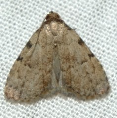 Dyspyralis puncticosta