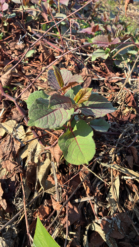 Japanese knotweed