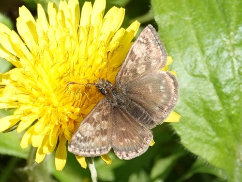 Dingy Skipper