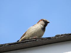 Passer domesticus