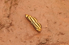 Pantoporia